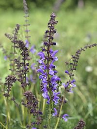 Close-up of purple flowering plants on field