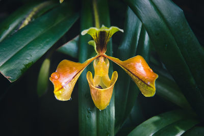 Close-up of yellow flowering plant