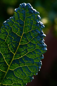 Close-up of fresh green leaf