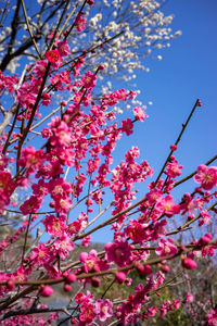 Low angle view of pink cherry blossom