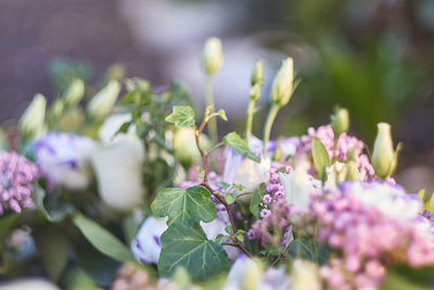 Close-up of purple flowering plant