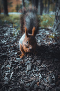 Close-up of squirrel