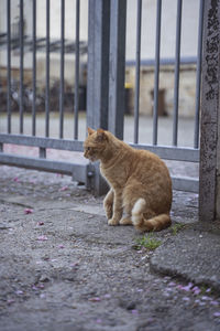 Cat looking away on street