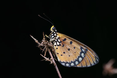 Close-up of butterfly