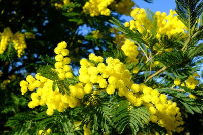 Close-up of yellow flowering plant