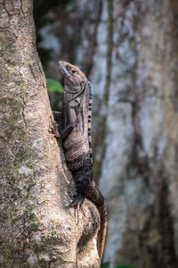 Close-up of lizard on tree trunk