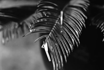 Close-up of palm leaves