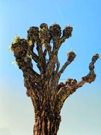 Low angle view of tree against clear blue sky