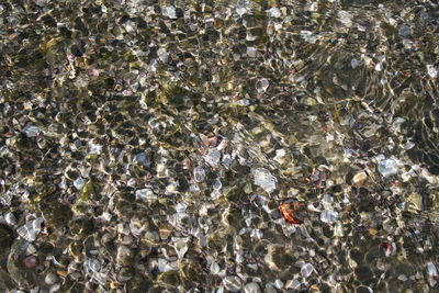 High angle view of swimming in water