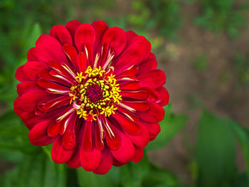 Close-up of red flower