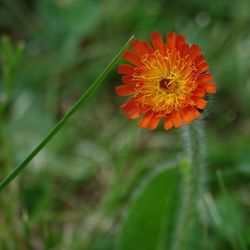 Close-up of red flower