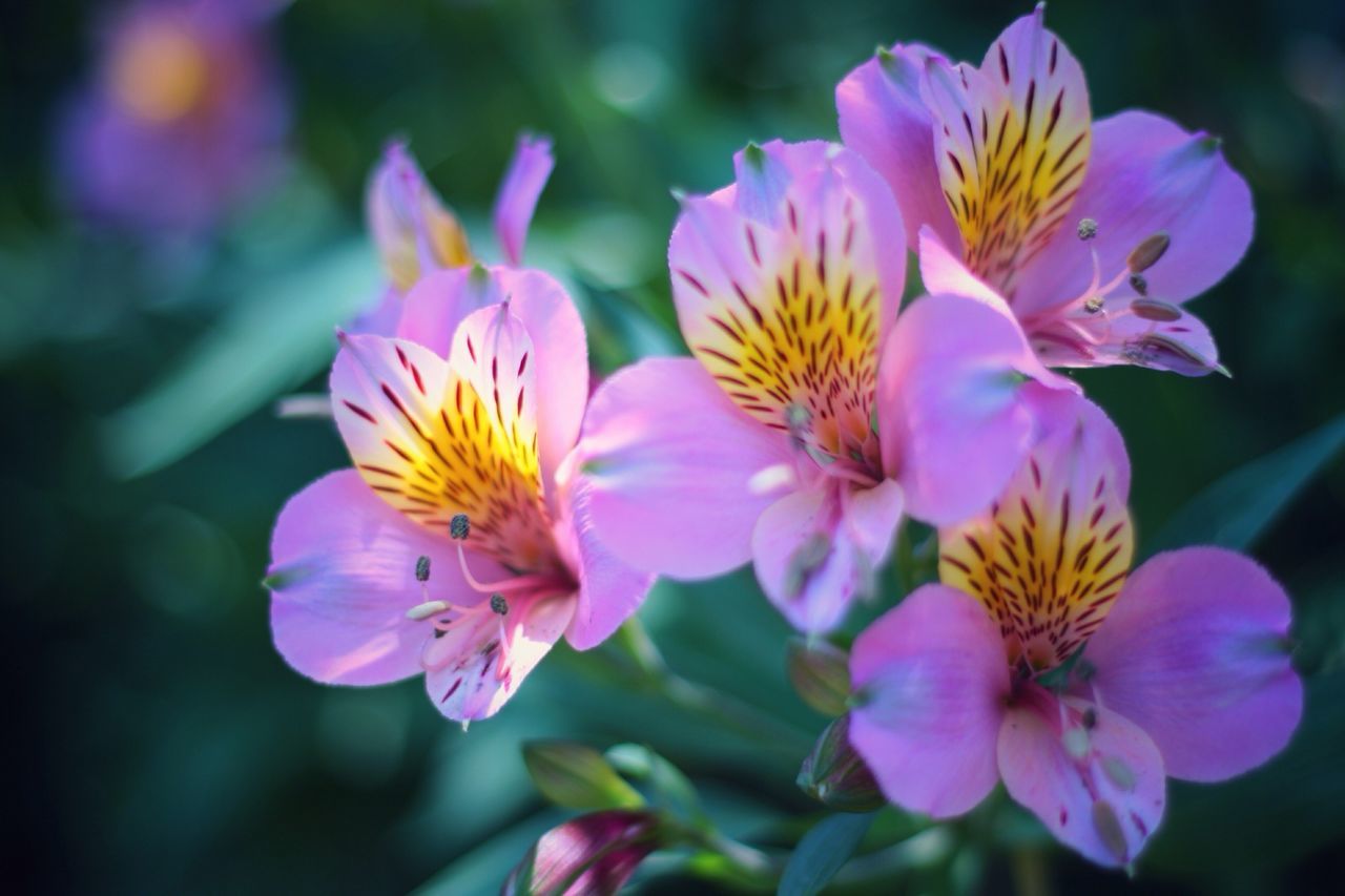 flower, petal, freshness, fragility, flower head, beauty in nature, close-up, growth, pink color, focus on foreground, blooming, purple, nature, pollen, in bloom, plant, stamen, yellow, blossom, park - man made space