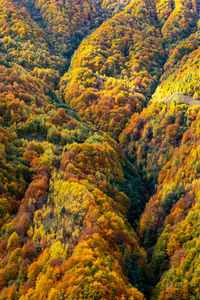 High angle view of trees