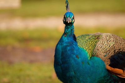 Close-up of peacock
