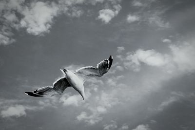 Low angle view of bird flying in sky