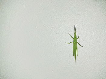 High angle view of green plant on wall