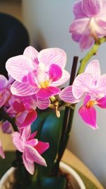 Close-up of pink orchid blooming outdoors