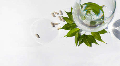 High angle view of white rose in glass on table