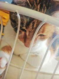 Cat looking through window