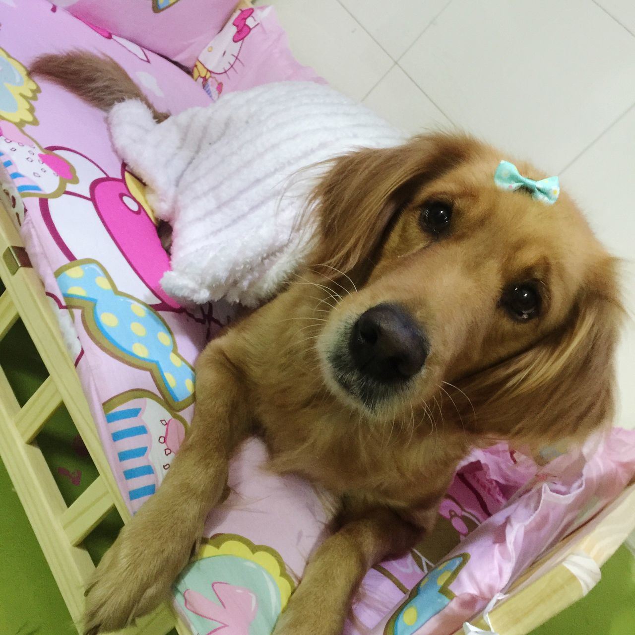 pets, dog, one animal, mammal, domestic animals, animal themes, high angle view, looking at camera, indoors, close-up, relaxation, portrait, no people, day