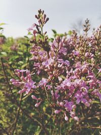 Close-up of pink flowering plant