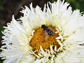 Close-up of bee pollinating on flower