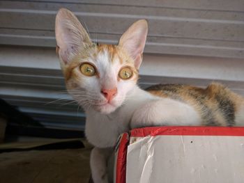 Close-up portrait of cat sitting