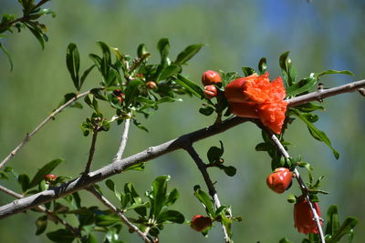 Close-up of red berries growing on tree