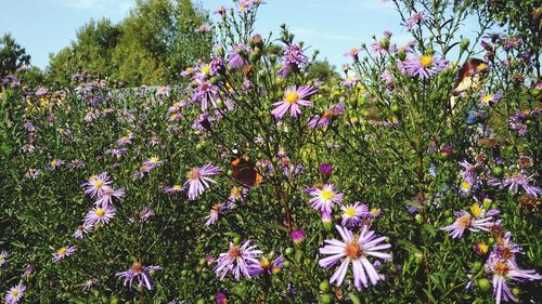 Close-up of purple flowering plants on field