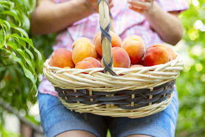 Midsection of woman holding apples in basket