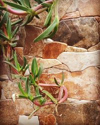 High angle view of potted plant