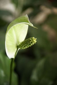 Close-up of flower bud