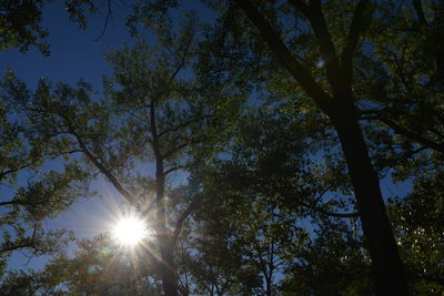 Low angle view of trees in forest
