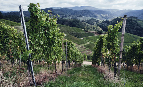 Panoramic view of vineyard