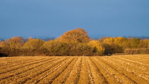 Scenic view of agricultural field against clear blue sky