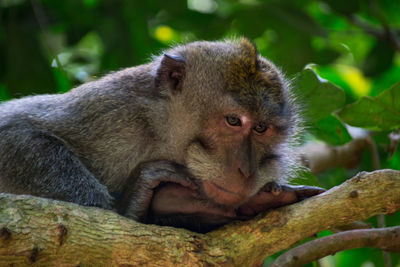 Close-up of monkey