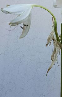 Close-up of flower