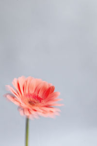 Close-up of red flower against white background