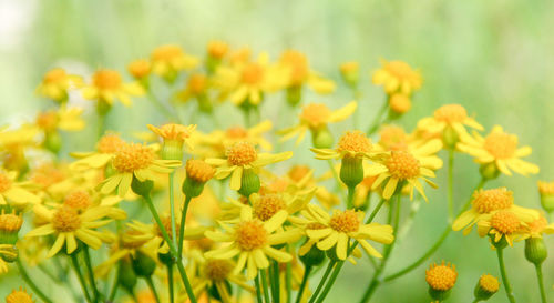 Close-up of yellow flowers