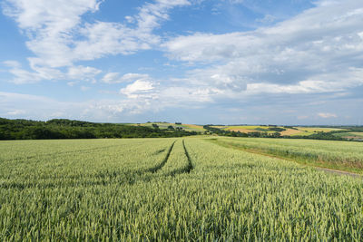 Scenic view of agricultural field against sky