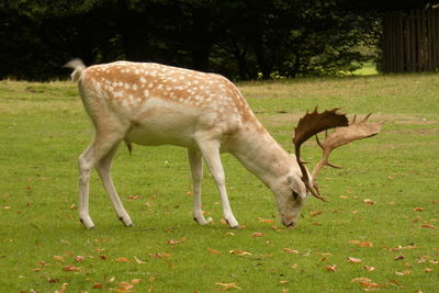 Deer grazing in a field