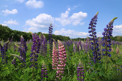 Purple flowering plants on field against sky