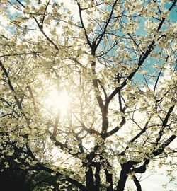 Low angle view of trees against sky