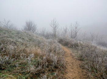 Grass in winter landscape