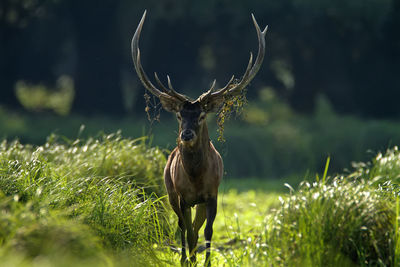 Deer rut in kopacki rit, croatia