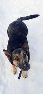 High angle view of dog on snow field