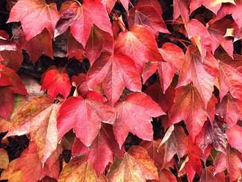 Full frame shot of autumnal leaves