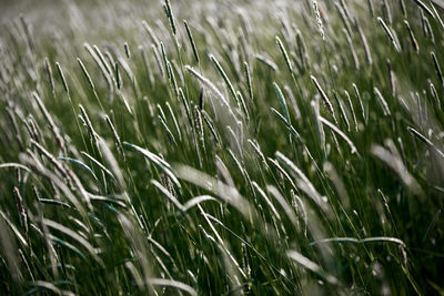 Full frame shot of wheat field