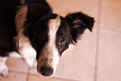 Close-up portrait of dog at home