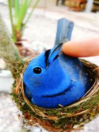 Close-up of blue bird